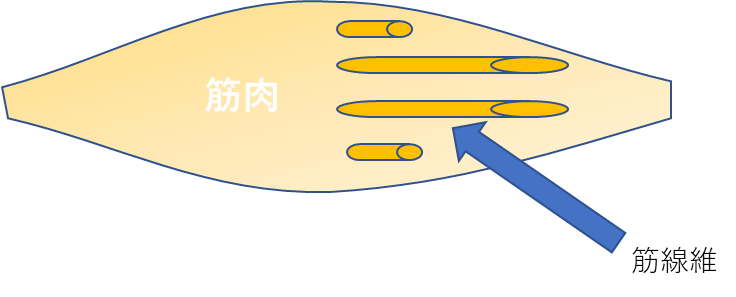 筋肉を大きくする方程式？